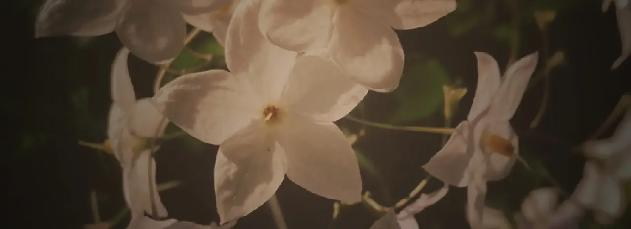 Discover banner - Lost Cherry