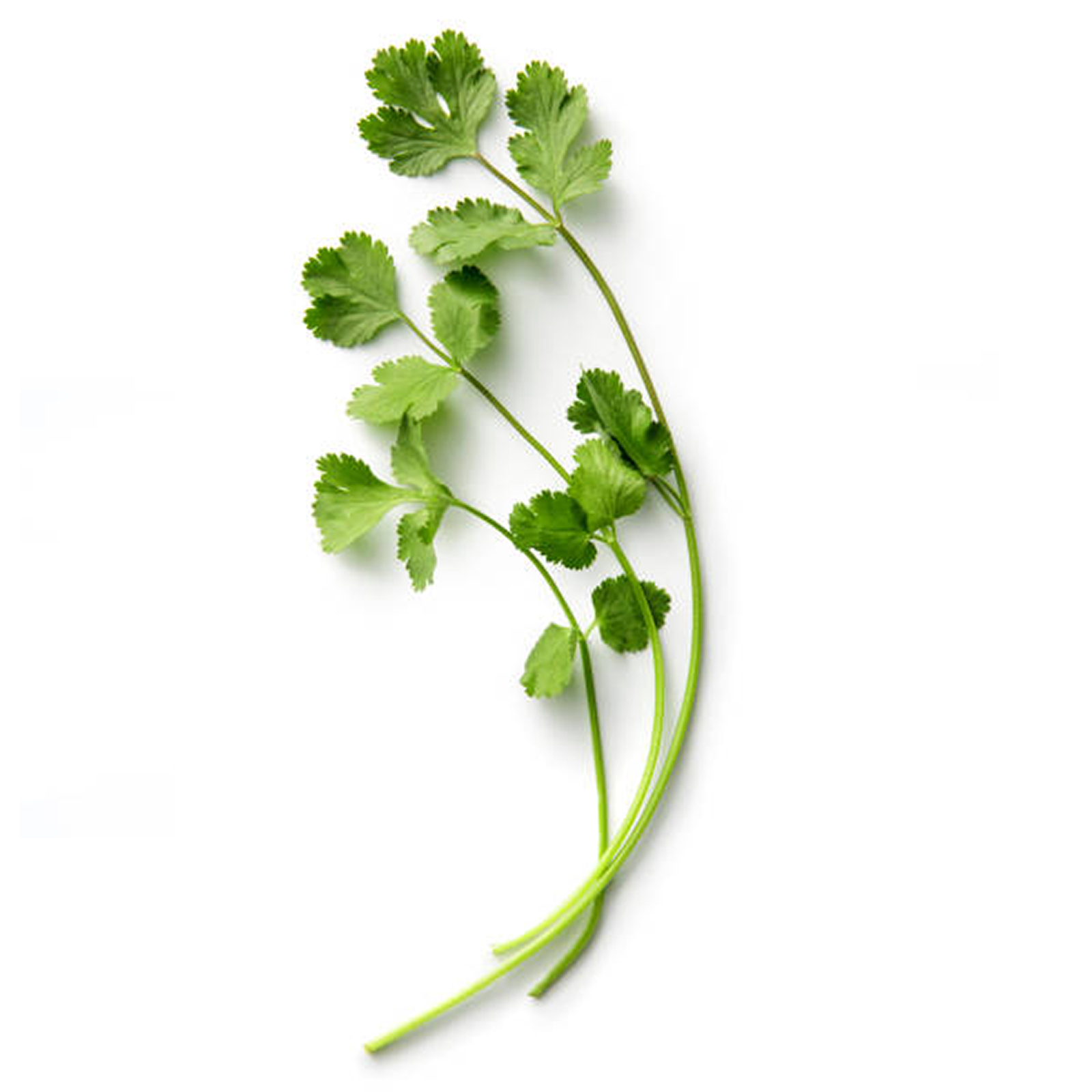 Coriander