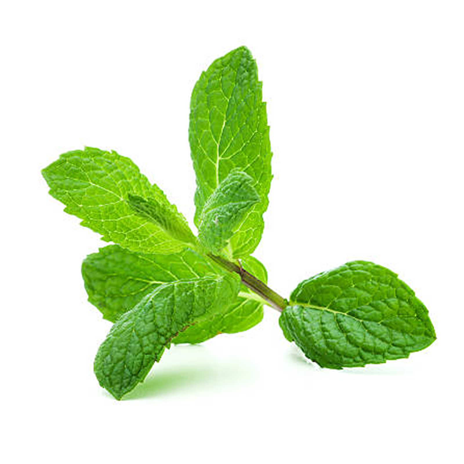 Mint