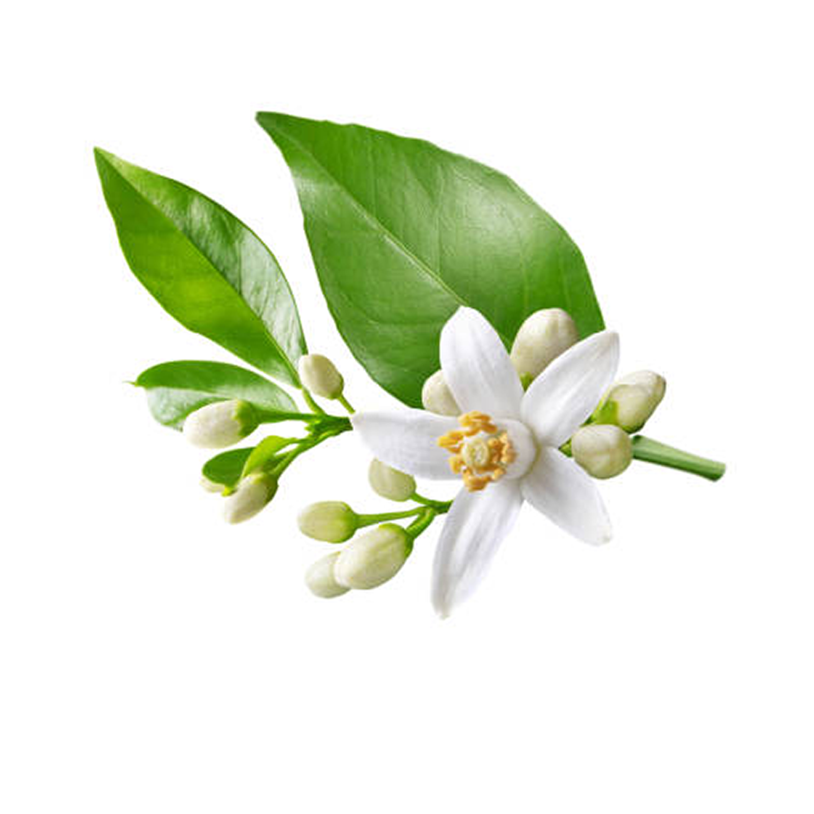 Neroli