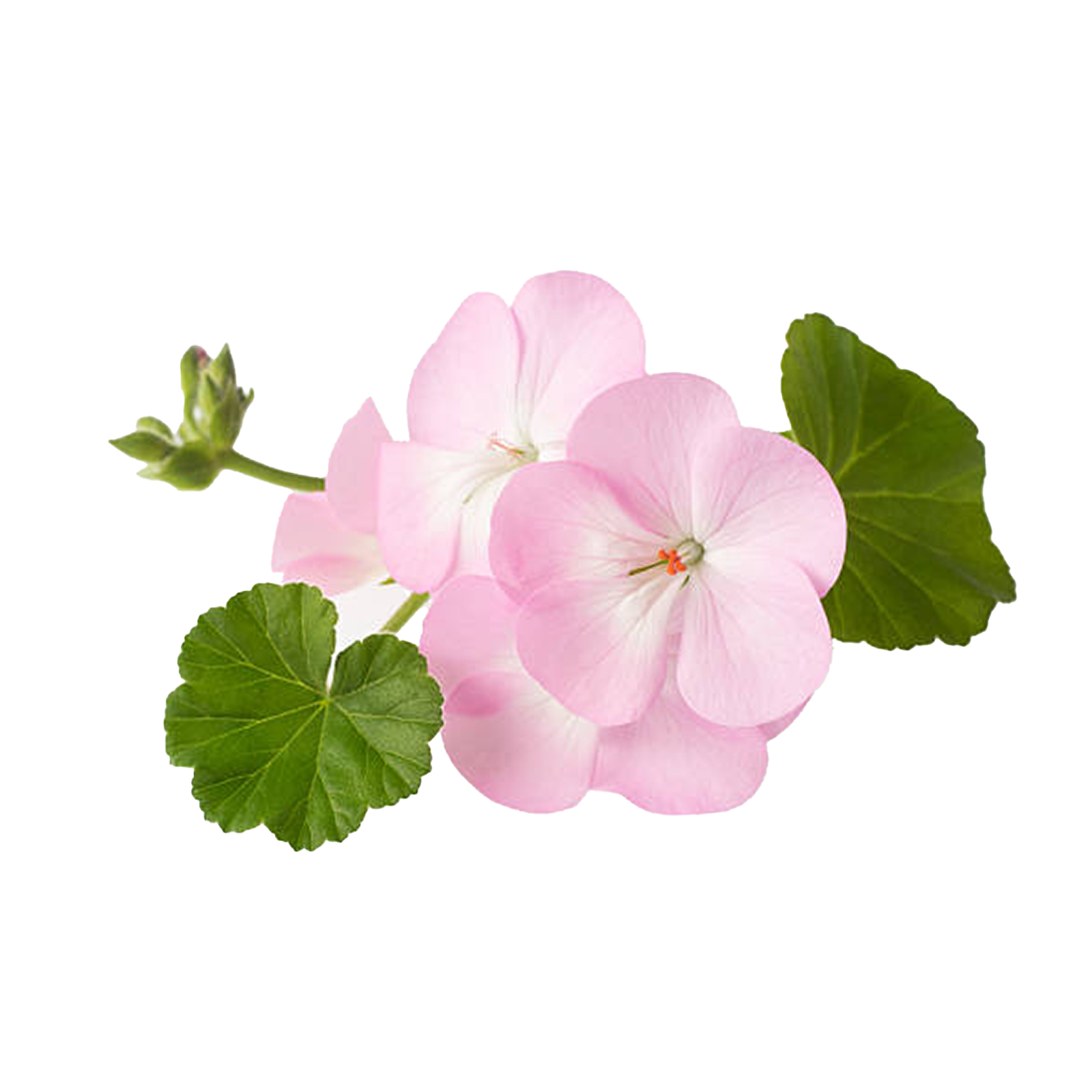 Geranium